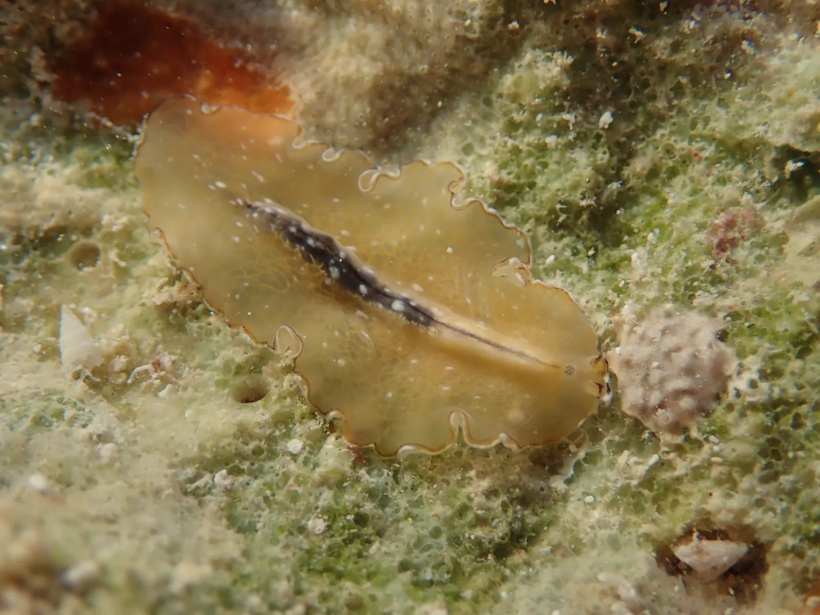 Bulaceros newcannorum